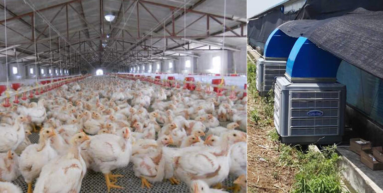 Industrial Air Coolers for Poultry, Agriculture and Breeding