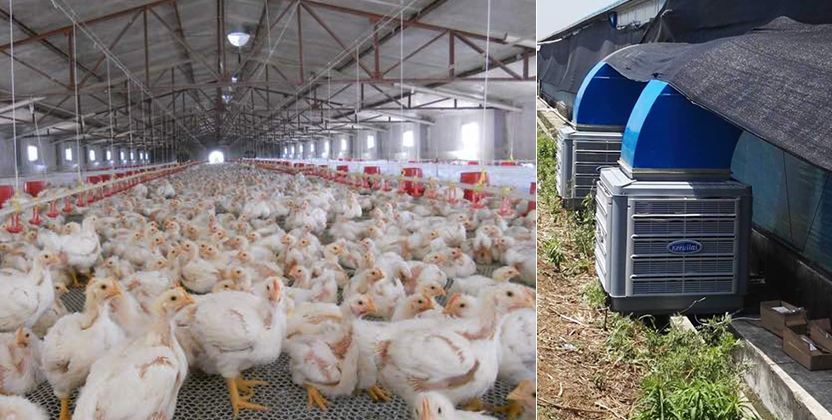 Industrial Air Coolers for Poultry, Agriculture and Breeding